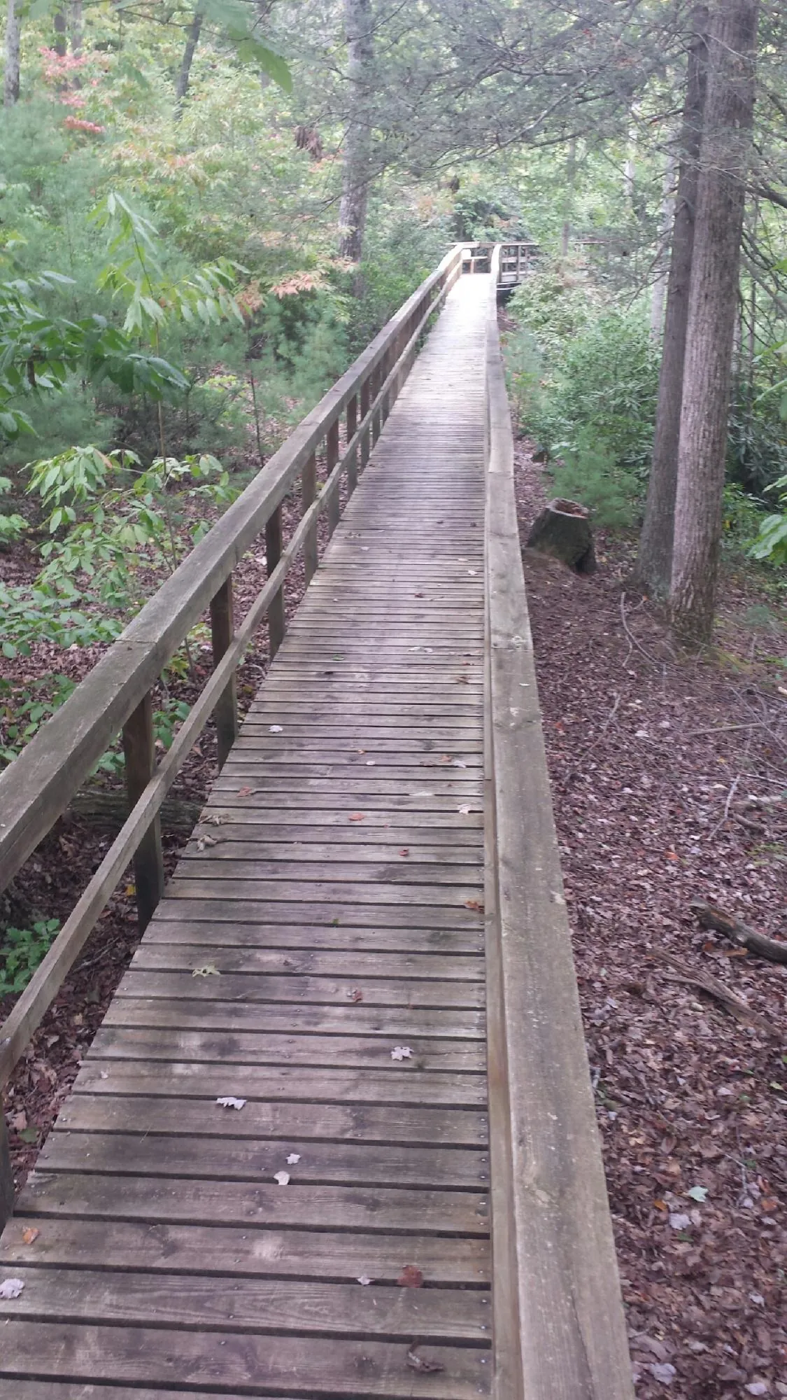 Long wood walkway with handrails built through the woods in Houlton